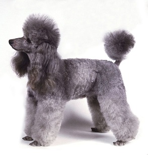 poodle-dog-pictures